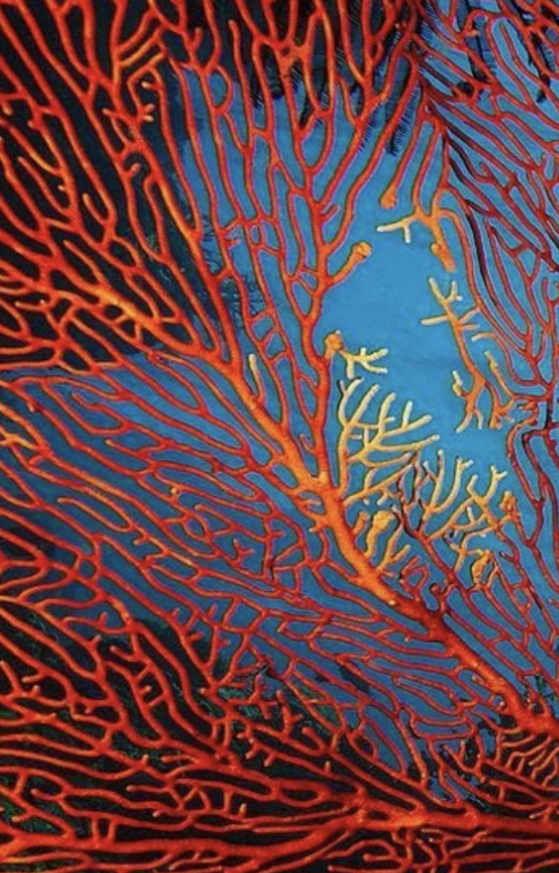 Coral marino — referencia